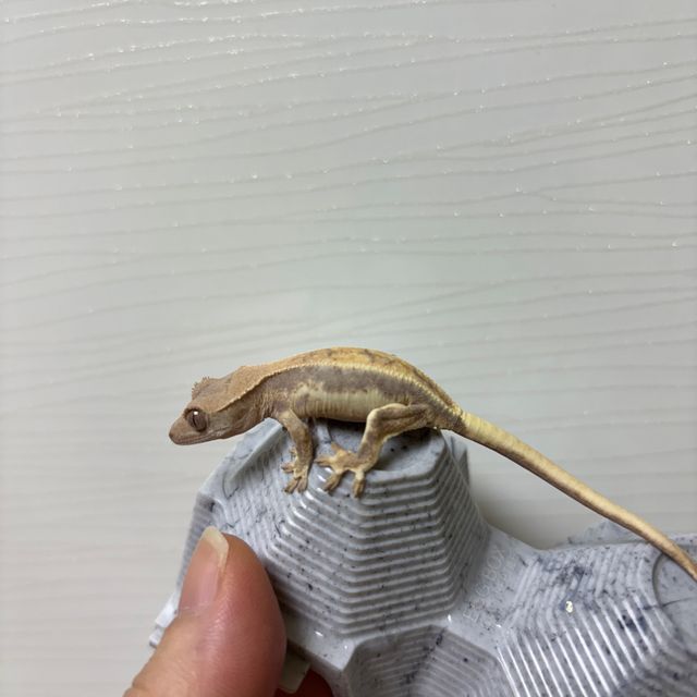 릴리 세이블 100%헷아잔틱