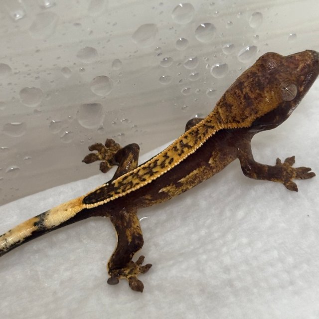 쿼드 핀스트라이프 100%헷아잔틱