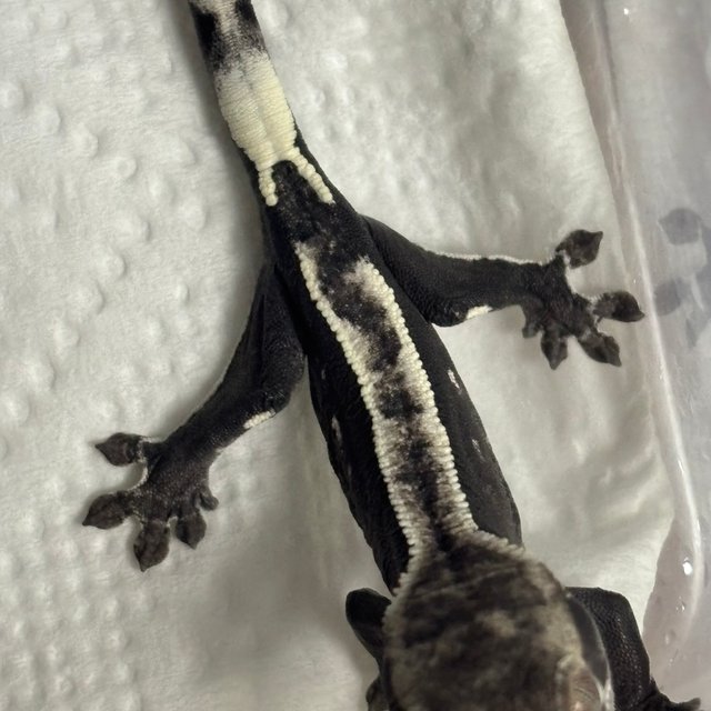 핀스트라이프 아잔틱