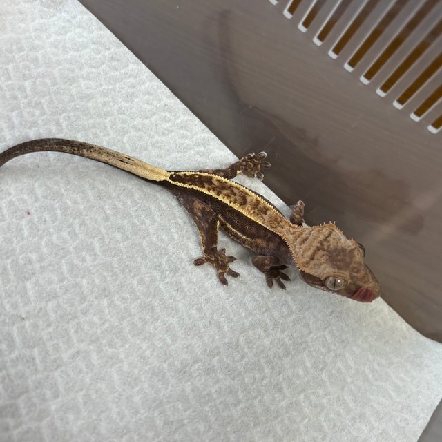 쿼드 풀핀 카푸치노