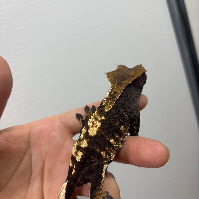 다크 플레임 100%헷아잔틱