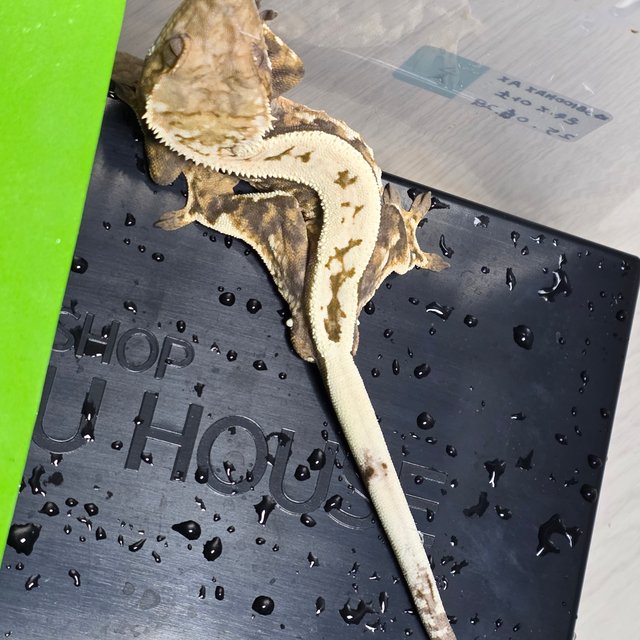 100%헷아잔틱 세이블