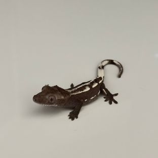 아잔틱
