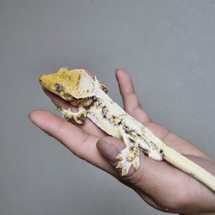 100%헷초초 릴리화이트