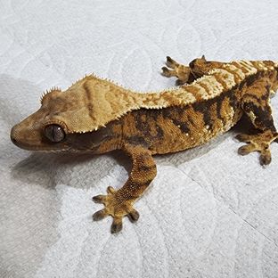 정열