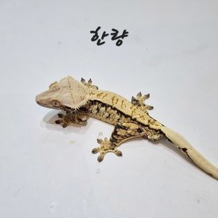 한량