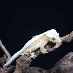 크림