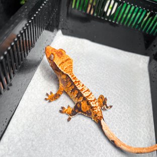 노멀 트라이 익스트림할리퀸 텐저린