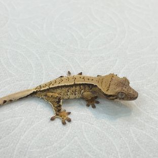 트라이 익스트림할리퀸 화이트핀 화이트스팟 드리피 화이트