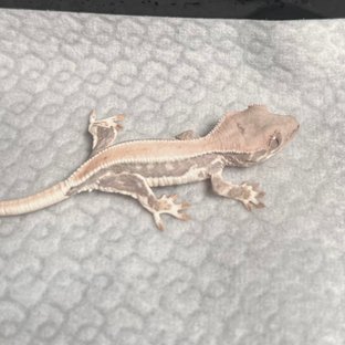 릴리화이트 솔리드백