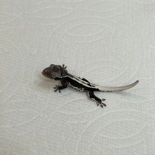 릴잔틱