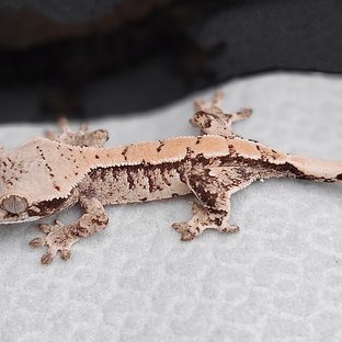 노멀 익스트림할리퀸 화이트스팟 드리피