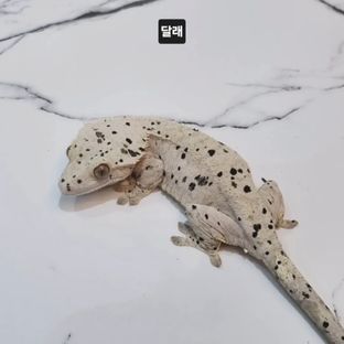 달래