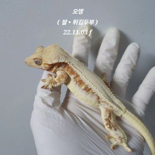 오뎅