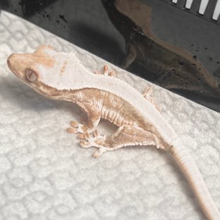 릴리화이트 솔리드백