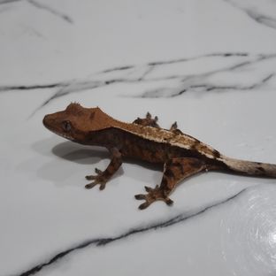 세이블