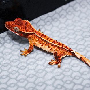 트라이 익스트림할리퀸 화이트스팟 텐저린