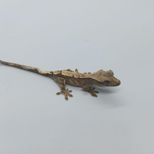 동배