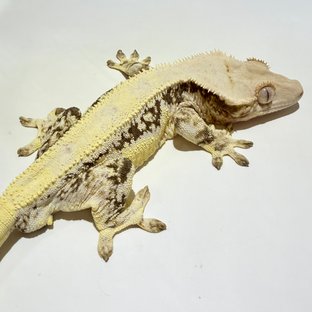 릴리화이트 트라이 솔리드백