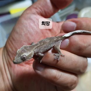 희망