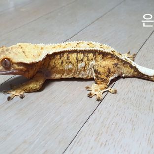 은행