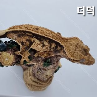 더덕