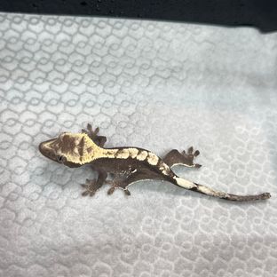 아잔틱