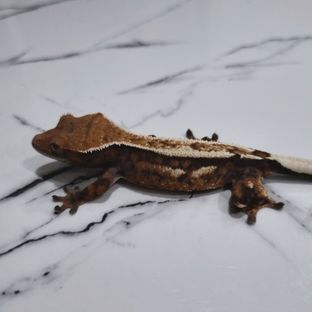 세이블