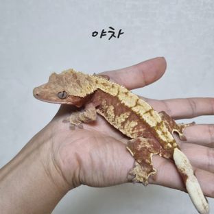야차