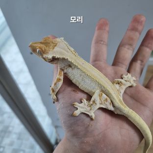 모리