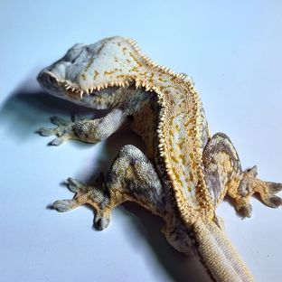 포크