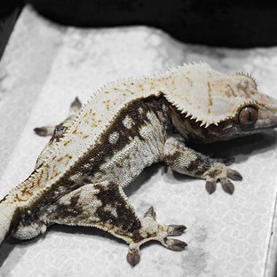 노멀 풀핀 쿼드 화이트스팟