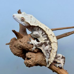 트라이 익스트림할리퀸