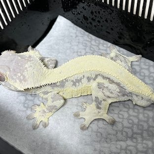 프라푸치노 솔리드백