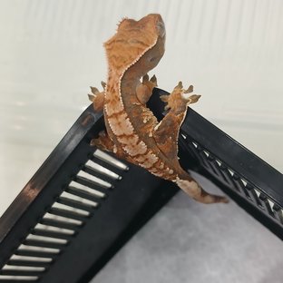 노멀 익스트림할리퀸 할리퀸