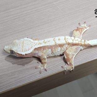 주옥