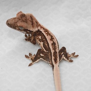 노멀 트라이 쿼드 슈퍼스트라이프 드리피