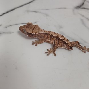 트라이 익스트림할리퀸 노멀