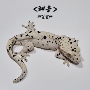 페일달마 레옹