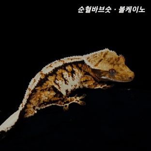 볼케이노