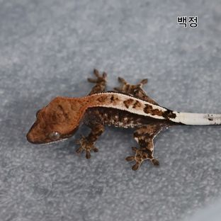 백정