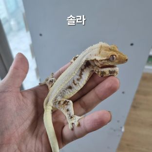 솔라