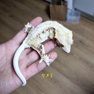 민트S