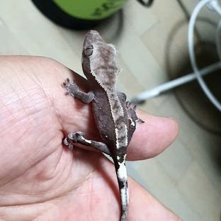 솔로