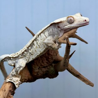 노멀 트라이 드리피 화이트 화이트스팟