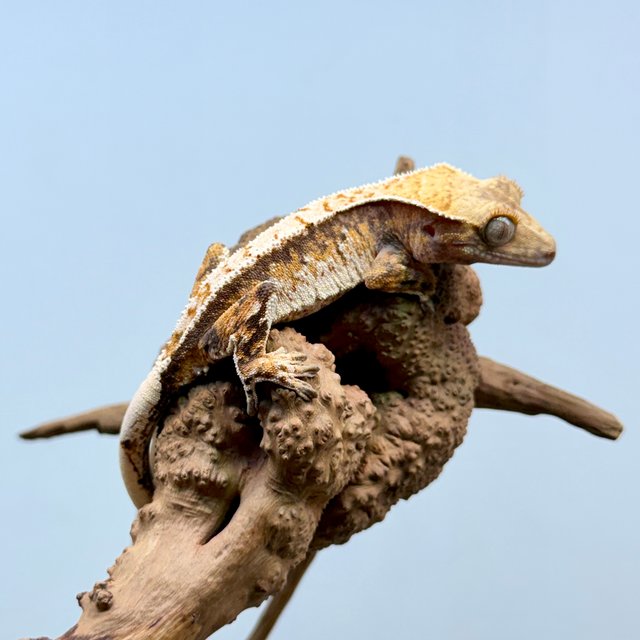 노멀 트라이 익스트림할리퀸 텐저린