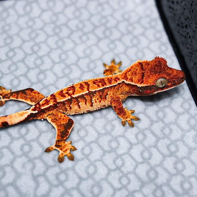 트라이 익스트림할리퀸 화이트스팟 텐저린