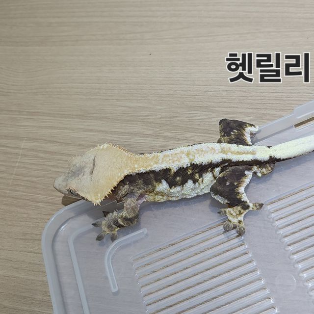 릴리100%헷아잔틱