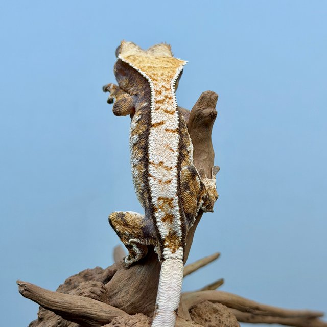 노멀 트라이 익스트림할리퀸 텐저린