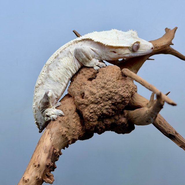 노멀 화이트 드리피